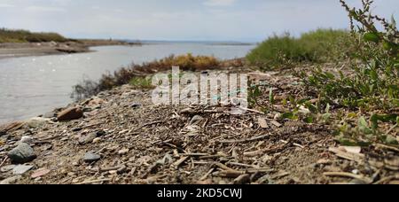 Un primo piano di fogliame, piante verdi e secche, pietre e terreno in riva al fiume Foto Stock