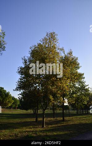 Verde albero giovane, autunno e erba. Istanbul Turchia. Foto Stock