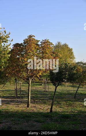 Colori autunnali e alberi giovani. Istanbul Turchia. Foto Stock