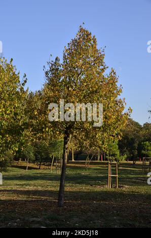 Colori autunnali e albero giovane. Istanbul Turchia. Foto Stock