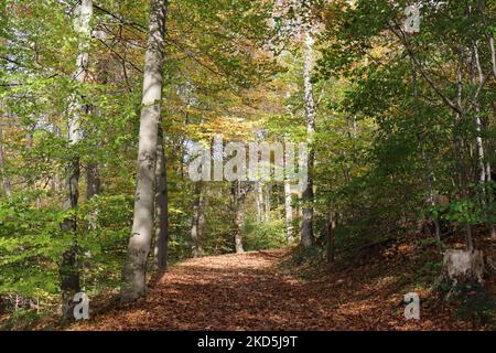 un sentiero pieno di foglie dorate caduti conduce attraverso la colorata foresta autunnale illuminata dal sole Foto Stock