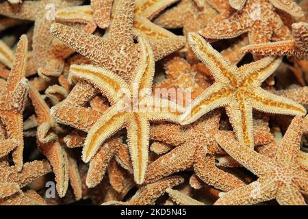 Starfish in un negozio a Sanibel Island, Florida, USA, il 24 agosto 2012. (Foto di Creative Touch Imaging Ltd./NurPhoto) Foto Stock