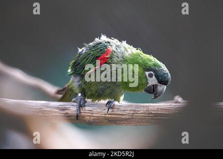 Primo piano di un pappagallo rosso (Diopsittaca nobilis) seduto su un ramo di un albero Foto Stock