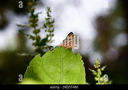 Il Silverline comune (Spindasis vulcanus) è una farfalla di piccole dimensioni e colorata. Le farfalle cadono preda di un certo numero di predatori, in modo da sono adept più importante meccanismo di difesa in rapidità e velocità. La farfalla impiega una "testa falsa" come un inganno vicino alla base dell'ostacolo per ingannare il giudizio del predatore sulle loro strategie di attacco. Una farfalla Silverline comune è sulla foglia e fiori a Tehatta, Bengala Occidentale, India, il 22/03/2022. (Foto di Soumyabrata Roy/NurPhoto) Foto Stock