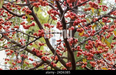 Frutti maturi di alberi da frutto appesi densamente sui rami in fondo giardino sfocato Foto Stock