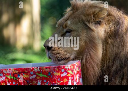 Regalo di compleanno per un leone asiatico maschio (Panthera leo persica) Foto Stock