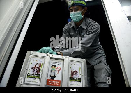 Un ufficiale trasporta un loris lento di Javan in una gabbia prima liberato nel selvaggio all'International Animal Rescue Rehabilitation Center a Bogor, Java occidentale, Indonesia il 24 marzo 2022. Natural Resources Conservation Center (BBKSDA) West Java e International Animal Rescue (IAR) rilasciato 10 Javan Slow loris in una riserva naturale del Monte Simpang. Il Javan Slow loris (Nycticebus javanicus) è una delle specie più minacciate al mondo. (Foto di Adriana Adie/NurPhoto) Foto Stock