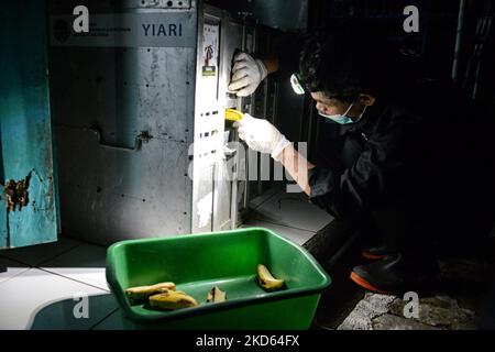 Un ufficiale alimenta un loris lento Javan in una gabbia prima di essere rilasciato nel selvaggio presso l'International Animal Rescue Rehabilitation Center di Bogor, Giava Occidentale, Indonesia il 24 marzo 2022. Natural Resources Conservation Center (BBKSDA) West Java e International Animal Rescue (IAR) rilasciato 10 Javan Slow loris in una riserva naturale del Monte Simpang. Il Javan Slow loris (Nycticebus javanicus) è una delle specie più minacciate al mondo. (Foto di Adriana Adie/NurPhoto) Foto Stock