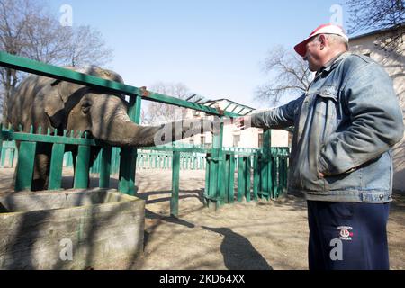 Un uomo locale si trova accanto a un elefante allo zoo di Odesa, in Odesa Ucraina, il 26 marzo 2022. Lo zoo di Odesa ha aperto le sue porte ai visitatori, dopo la sua chiusura il 24 febbraio 2022 a causa dell'inizio della guerra in Ucraina. I visitatori all'ingresso sono stati incontrati da una banda di ottone che ha eseguito l'inno nazionale dell'Ucraina e le canzoni preferite di Odessa. Come ha detto il direttore dello zoo di Odesa, è stato aperto per dare alle persone una carica di buon umore e di emozioni positive per mantenere il morale. I visitatori dello zoo il giorno della sua apertura hanno visto la nascita di un cucciolo di una mucca grigia ungherese. (Foto di Str/NurP Foto Stock