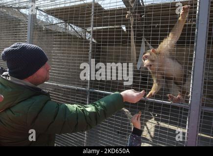 Un uomo locale nutre una scimmia allo Zoo di Odesa, in mezzo all'invasione russa dell'Ucraina, in Odesa Ucraina 26 marzo 2022. Lo zoo di Odesa ha aperto le sue porte ai visitatori, dopo la sua chiusura il 24 febbraio 2022 a causa dell'inizio della guerra in Ucraina. I visitatori all'ingresso sono stati incontrati da una banda di ottone che ha eseguito l'inno nazionale dell'Ucraina e le canzoni preferite di Odessa. Come ha detto il direttore dello zoo di Odesa, è stato aperto per dare alle persone una carica di buon umore e di emozioni positive per mantenere il morale. I visitatori dello zoo il giorno della sua apertura hanno visto la nascita di un cucciolo di un ungherese grigio Foto Stock