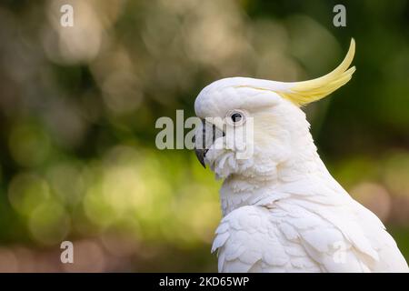 Cockatoo solforato, Sydney, Australia Foto Stock