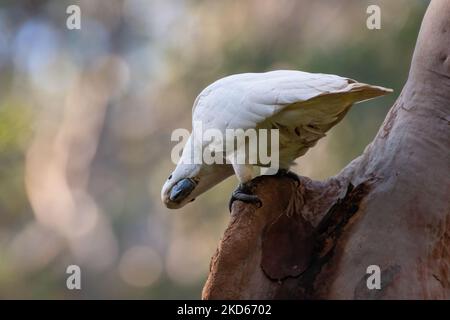 Cockatoo solforato, Sydney, Australia Foto Stock