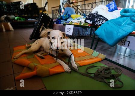 Un cane fuggito con proprietari dall'Ucraina a causa di un'invasione militare russa in corso è visto in un rifugio temporaneo all'interno del punto di ricevimento organizzato in un ex edificio storico della stazione ferroviaria di Cracovia, Polonia il 28 marzo 2022. L'invasione russa in Ucraina causa un esodo di massa di rifugiati verso la Polonia. (Foto di Beata Zawrzel/NurPhoto) Foto Stock