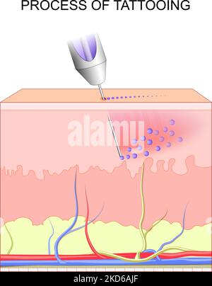 tatuaggio. Sezione trasversale di strati di una pelle umana. Primo piano del processo di tatuaggio. Pigmenti in inchiostri da tatuaggio. Trucco permanente. Poster vettoriale Illustrazione Vettoriale