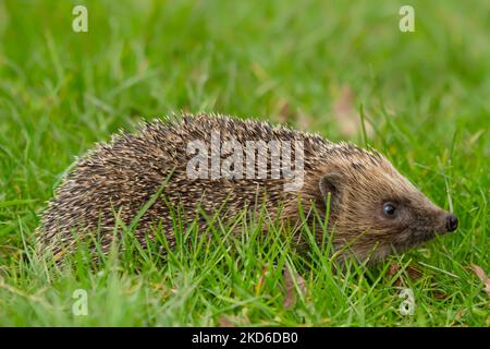 Ricci selvaggi e nativi che si nutrono in erba verde lunga. Prelevato dall'interno di un nascondiglio di fauna selvatica per monitorare la salute e la popolazione di questo mammifero in declino Foto Stock