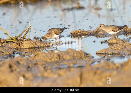 Un paio di stint in una zona umida alla ricerca di cibo Foto Stock