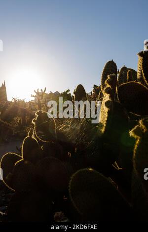 Cactus cespugli nei raggi del sole tramontante. Ciottoli tra piante, aghi, deserto sabbioso, sabbia infinita, tempesta di sabbia, antico egitto, calore, sole, polvere Foto Stock