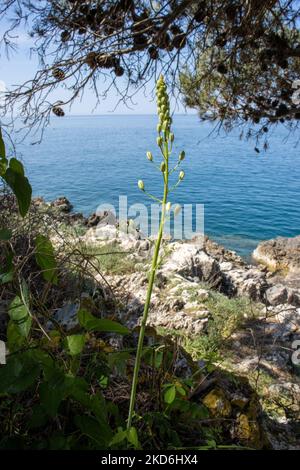 Squill di mare (Dromia maritima) cresce su un'isola vicino a Rovigno, Croazia con mare blu e rocce sullo sfondo Foto Stock