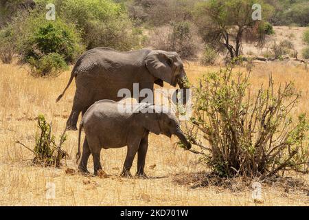 Una femmina e un giovane elefante mangiano fuori da un cespuglio nella savana africana in Tanzania. Foto Stock