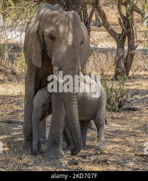 Un elefante in cerca di rifugio tra le gambe della madre all'ombra di un albero in Tanzania. Foto Stock