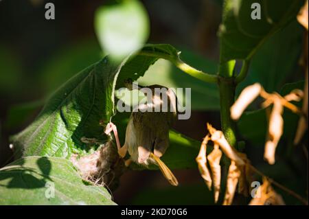 Un comune uccello di sartorio (Orthotomus sutorius) alimenta i suoi pulcini in una pianta a foglia opposta di fico (Ficus hispida) a Tehatta, Bengala Occidentale; India, il 06/04/2022. (Foto di Soumyabrata Roy/NurPhoto) Foto Stock