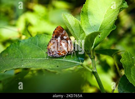 Il blu di silverstreak (Iraota timoleon) è una specie di litcaenide o farfalla blu che si trova in Asia, adagiata sulla foglia di una foresta a Tehatta, nel Bengala Occidentale (India), il 09/04/2022. (Foto di Soumyabrata Roy/NurPhoto) Foto Stock