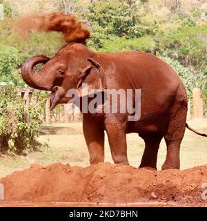 Elefante asiatico Bagno di polvere Foto Stock