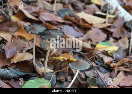 Grumo di Inkcap scintillante (Coprinellus micaceus) Foto Stock