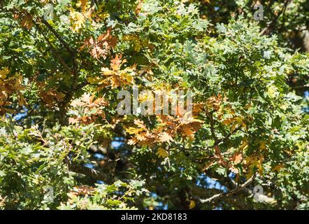 Foglie autunnali di quercia (Quercus sp.) Foto Stock