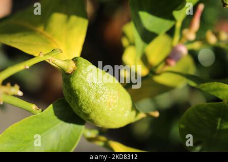 Unmaty misshapen agrumi verde visto nella luce del giorno fuori su un albero Foto Stock