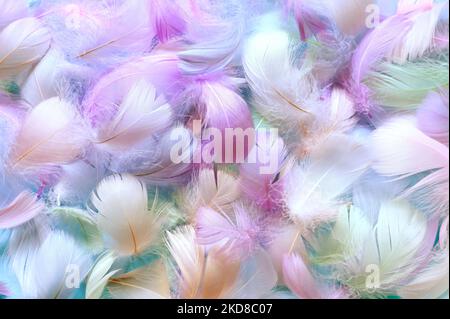 Angelic pastello tinte sfondo piume bianco - piccole piume blu lanuginose sparse casualmente formando uno sfondo. Foto Stock