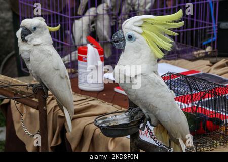 Cockatoo giallo-crestato sequestrato da commercianti illegali durante una conferenza stampa il 26 aprile 2022 a Sukajadi Village, Bandung Regency, Indonesia. Gli ufficiali di polizia hanno arrestato un sospetto di aver trafficato animali protetti e hanno assicurato una serie di prove animali di due Crested Cockatoos gialli (Kakatua Jambul Kuning), 35 Tanimbar Corella (Kakatua Tanimbar), due Nuri Birds e un Black Head Kasturi Bird. (Foto di Algi Libri Sugita/NurPhoto) Foto Stock