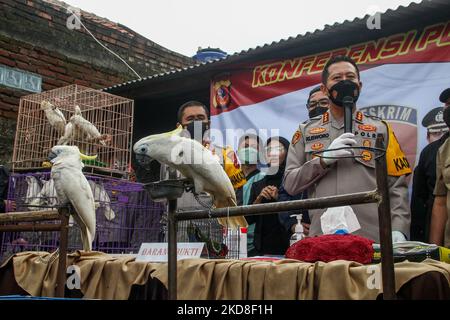 Gli ufficiali di polizia e i membri dell'agenzia per la conservazione della natura (BKSDA) mostrano un gallo giallo sequestrato dai commercianti illegali durante una conferenza stampa il 26 aprile 2022 a Sukajadi Village, Bandung Regency, Indonesia. Gli ufficiali di polizia hanno arrestato un sospetto di aver trafficato animali protetti e hanno assicurato una serie di prove animali di due Crested Cockatoos gialli (Kakatua Jambul Kuning), 35 Tanimbar Corella (Kakatua Tanimbar), due Nuri Birds e un Black Head Kasturi Bird. (Foto di Algi Libri Sugita/NurPhoto) Foto Stock