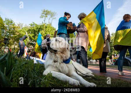 Un canino sostenitore dell'Ucraina si fa a casa durante un raduno alla Casa Bianca contro la guerra della Russia in Ucraina. La comunità bielorussa nella zona metropolitana di Washington DC si è unita alla protesta quotidiana degli attivisti ucraini statunitensi contro la Casa Bianca per dimostrare il loro sostegno. Entrambi i paesi attualmente soffrono per mano del presidente russo Vladimir Putin: L’Ucraina è sotto attacco, e la Bielorussia è guidata dal burattinaio Putin Alexander Lukashenko. (Foto di Allison Bailey/NurPhoto) Foto Stock