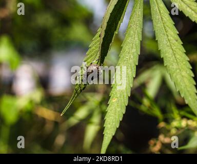 Gli insetti di puzza sono considerati parassiti agricoli, perché possono crescere in grandi popolazioni che si nutrono di colture, danneggiando la produzione, e sono resistenti a molti pesticidi. Un bug di Stink (Pentatomidae) sulla Marijuana o foglie di cannabis a Kolkata, Bengala Occidentale; India il 27/04/2022. (Foto di Soumyabrata Roy/NurPhoto) Foto Stock