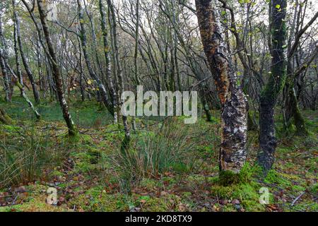 Antico bosco bagnato dominato da alberi di betulla vicino a tal-y-CAE, Tregarth nel Galles del Nord non sembra avere un nome specifico. Foto Stock