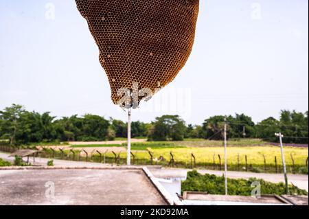 Nido d'ape (cellule prismatiche esagonali fatte di cera d'api) che è rotto-vuoto a causa di una tempesta davanti della recinzione di confine India-Bangladesh a Nabin Nagar, Bengala Occidentale, India il 02/05/2022. (Foto di Soumyabrata Roy/NurPhoto) Foto Stock