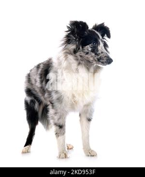 Shetland Sheepdog davanti a uno sfondo bianco Foto Stock