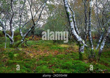 Antico bosco bagnato dominato da alberi di betulla vicino a tal-y-CAE, Tregarth nel Galles del Nord non sembra avere un nome specifico. Foto Stock