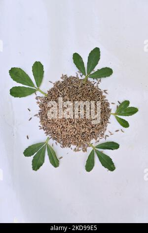 Una vista verticale dall'alto dei semi di fieno e delle foglie posate su uno sfondo bianco nella cucina Foto Stock