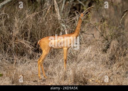 Gerenuk femmina sta in cespugli guardando la telecamera Foto Stock