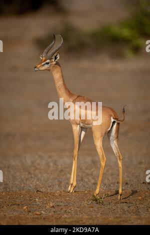 Gerenuk si trova sulla savana soleggiata guardando la macchina fotografica Foto Stock