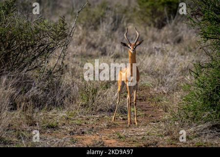 Gerenuk sta guardando la telecamera tra due cespugli Foto Stock