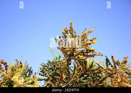 Particolare dell'albero di incenso (Boswellia sacra) in Oman Foto Stock