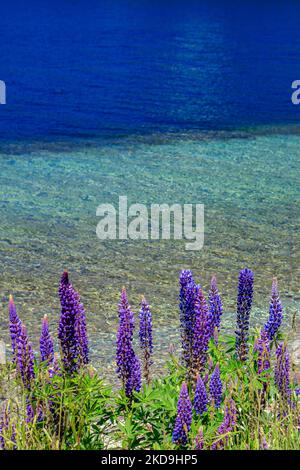 Una verticale di fiori di lupino viola che crescono sulla riva del lago Wakatipu a Queenstown, Nuova Zelanda Foto Stock