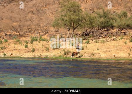 Wadi Dharbat o a volte scritto Darbat, Salalah in Oman Foto Stock