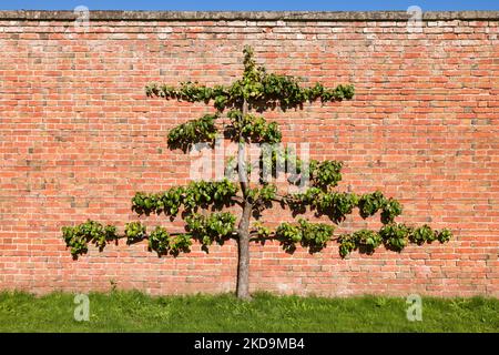 Albero di frutta spalier (albero di pera) addestrato contro un muro di mattoni in un giardino inglese, Regno Unito Foto Stock