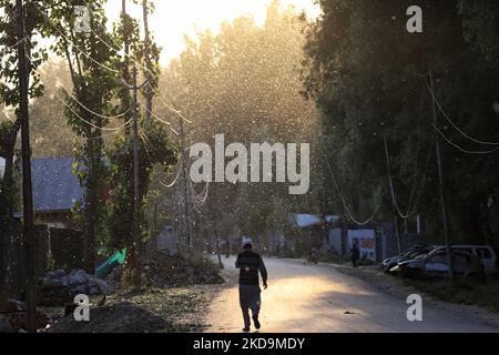 Un uomo cammina come brezza trasporta le onde di polline di pioppo russo femmina fresco a Sopore, distretto Baramulla Jammu e Kashmir India il 10 maggio 2022. Â€œPollen allergia è un rischio stagionale per la salute in Kashmir durante i mesi primaverili. I sintomi variano da irritazione nasale o bruciore, occhi acquosi accoppiati con arrossamento e rash cutanei, â€ (Foto di Nasir Kachroo/NurPhoto) Foto Stock