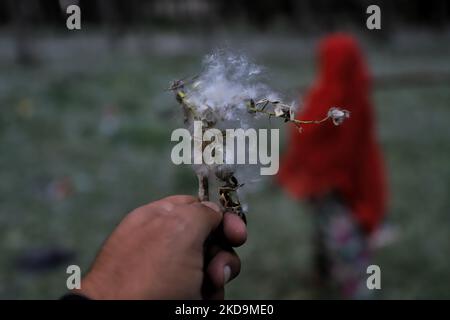 Un uomo cammina come brezza trasporta le onde di polline di pioppo russo femmina fresco a Sopore, distretto Baramulla Jammu e Kashmir India il 10 maggio 2022. Â€œPollen allergia è un rischio stagionale per la salute in Kashmir durante i mesi primaverili. I sintomi variano da irritazione nasale o bruciore, occhi acquosi accoppiati con arrossamento e rash cutanei, â€ (Foto di Nasir Kachroo/NurPhoto) Foto Stock