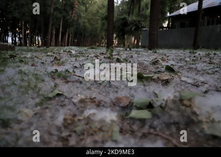 Un uomo cammina come brezza trasporta le onde di polline di pioppo russo femmina fresco a Sopore, distretto Baramulla Jammu e Kashmir India il 10 maggio 2022. Â€œPollen allergia è un rischio stagionale per la salute in Kashmir durante i mesi primaverili. I sintomi variano da irritazione nasale o bruciore, occhi acquosi accoppiati con arrossamento e rash cutanei, â€ (Foto di Nasir Kachroo/NurPhoto) Foto Stock